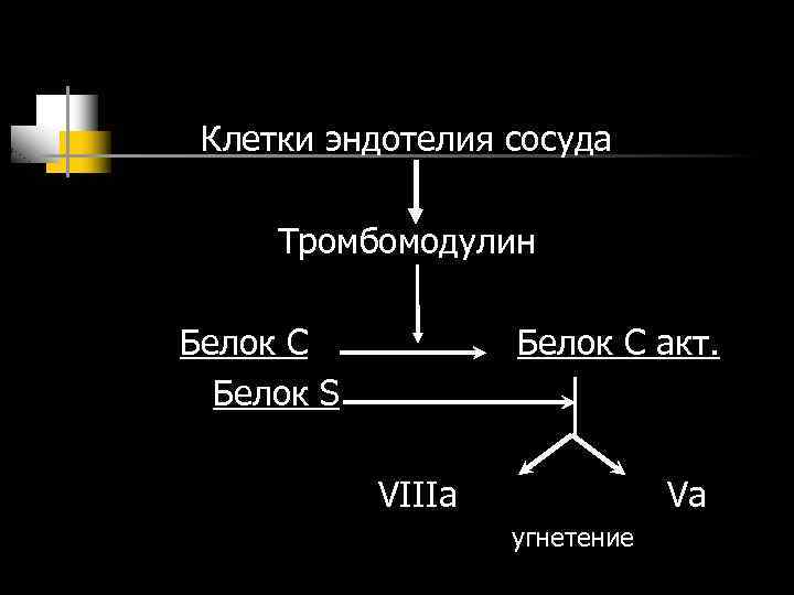 Клетки эндотелия сосуда Тромбомодулин Белок С Белок S Белок С акт. VIIIa Va угнетение
