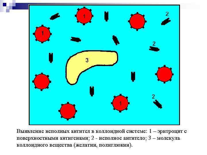 Выявление неполных антител в коллоидной системе: 1 – эритроцит с поверхностными антигенами; 2 -