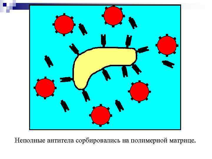 Неполные антитела сорбировались на полимерной матрице. 