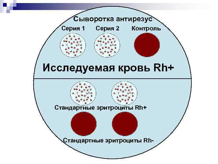 Сыворотка антирезус Серия 1 Серия 2 Контроль Исследуемая кровь Rh+ Стандартные эритроциты Rh- 