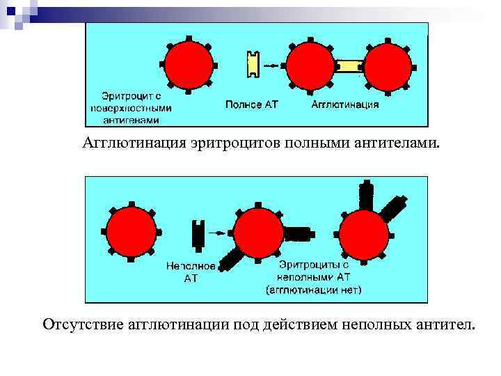 Агглютинация эритроцитов полными антителами. Отсутствие агглютинации под действием неполных антител. 