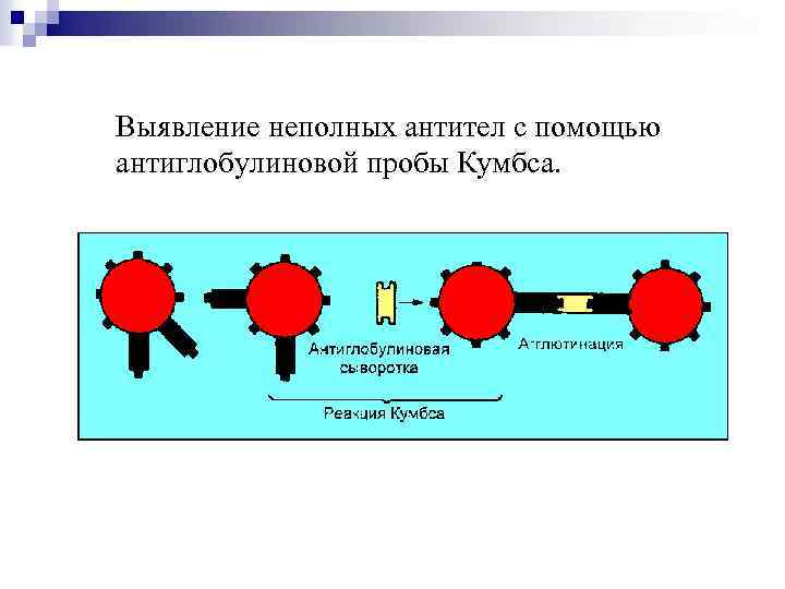 Выявление неполных антител с помощью антиглобулиновой пробы Кумбса. 