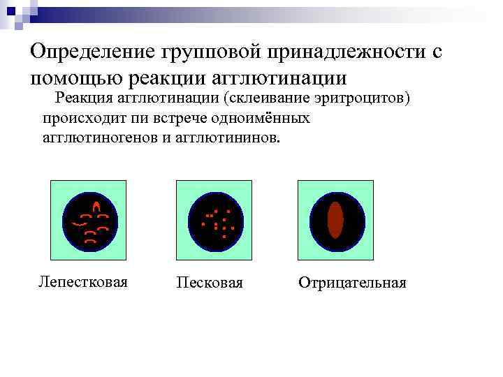 Определение групповой принадлежности с помощью реакции агглютинации Реакция агглютинации (склеивание эритроцитов) происходит пи встрече