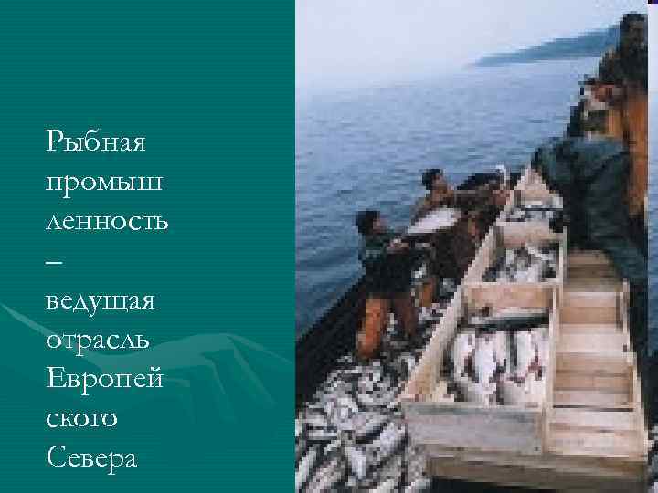 Рыбная промыш ленность – ведущая отрасль Европей ского Севера 