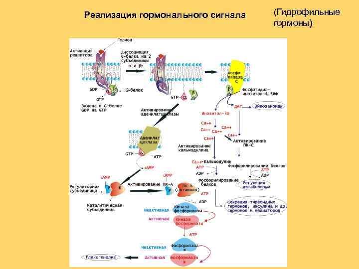 Реализация гормонального сигнала (Гидрофильные гормоны) 