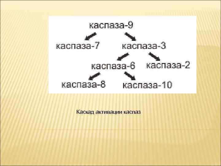 Каскад активации каспаз 
