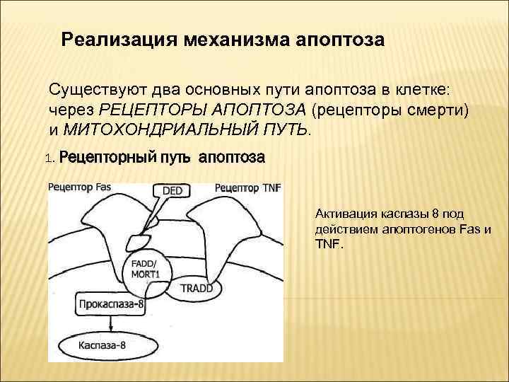 Реализация механизма апоптоза Существуют два основных пути апоптоза в клетке: через РЕЦЕПТОРЫ АПОПТОЗА (рецепторы