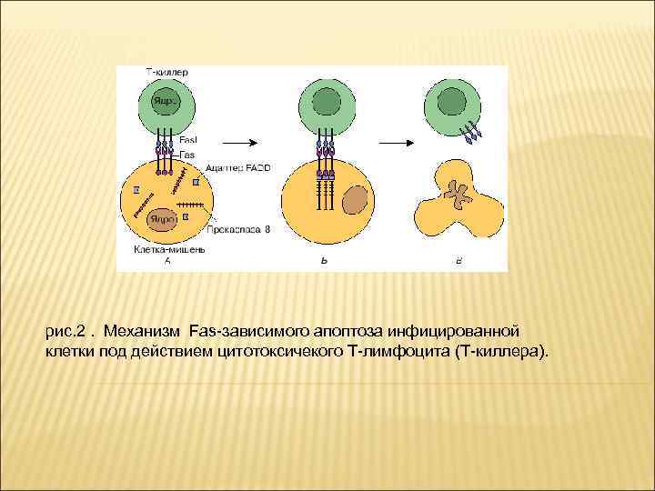 Нарисуйте схему гибели клеток мишеней по механизму апоптоза