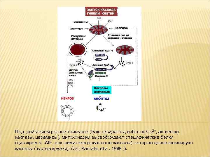 Под действием разных стимулов (Bax, оксиданты, избыток Ca 2+, активные каспазы, церамиды), митохондрии высвобождают