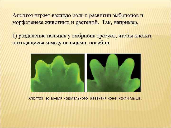 Апоптоз играет важную роль в развитии эмбрионов и морфогенезе животных и растений. Так, например,