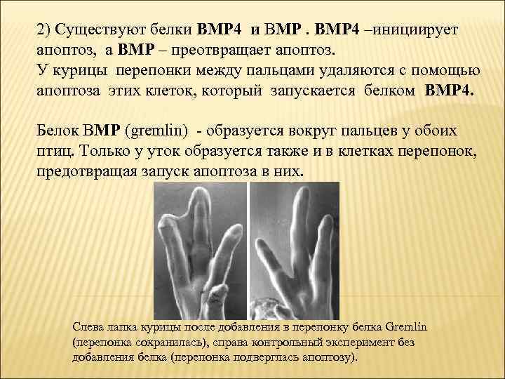 2) Существуют белки BMP 4 и BMP 4 –инициирует апоптоз, а ВМР – преотвращает