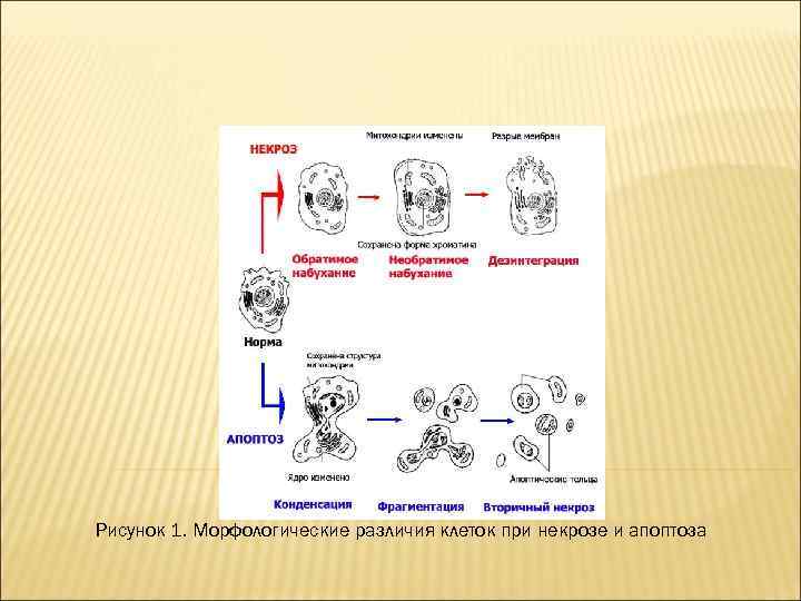 Нарисуйте схему гибели клеток мишеней по механизму апоптоза