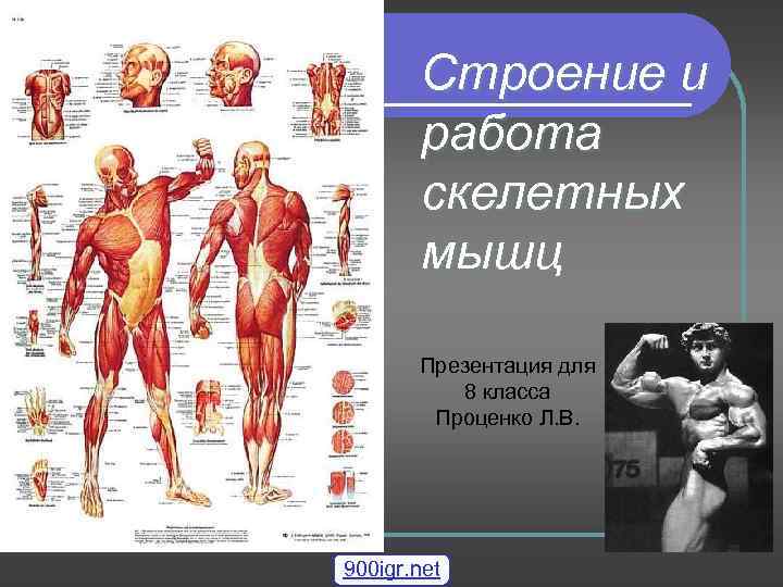  Строение и работа скелетных мышц Презентация для 8 класса Проценко Л. В. 900