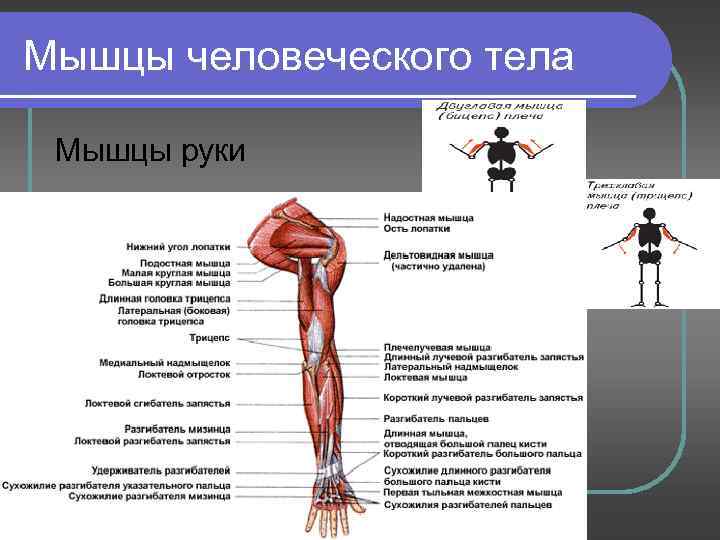 Мышцы человеческого тела Мышцы руки 