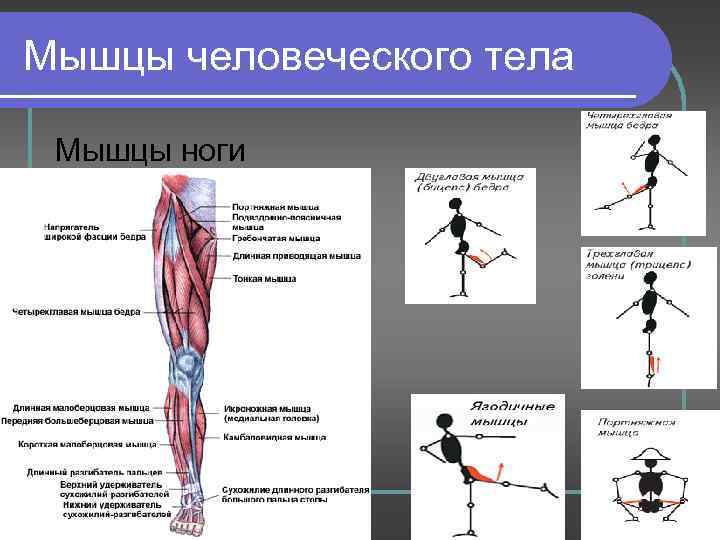 Мышцы человеческого тела Мышцы ноги 