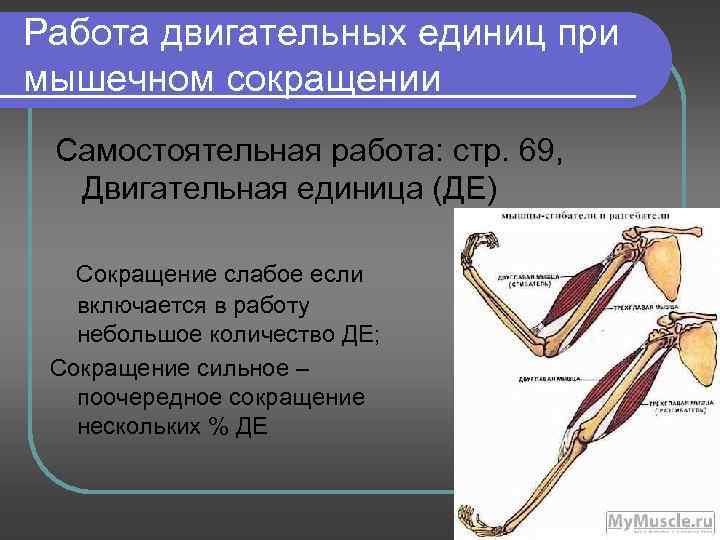 Работа двигательных единиц при мышечном сокращении Самостоятельная работа: стр. 69, Двигательная единица (ДЕ) Сокращение