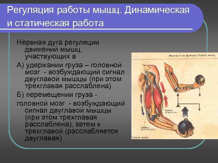 Регуляция работы мышц. Динамическая и статическая работа Нервная дуга регуляции движений мышц, участвующих в