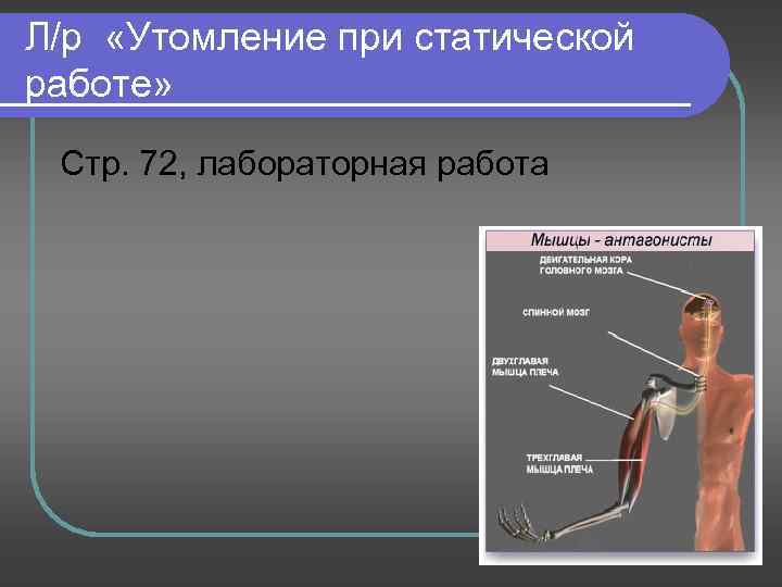 Л/р «Утомление при статической работе» Стр. 72, лабораторная работа 