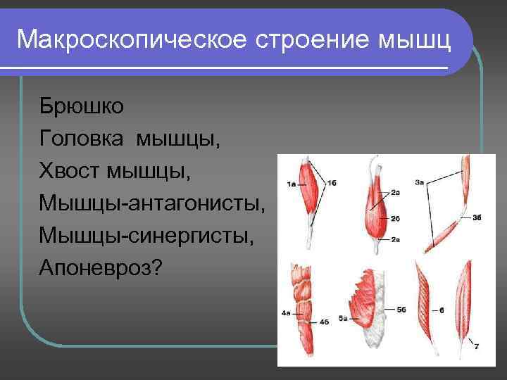 Макроскопическое строение мышц Брюшко Головка мышцы, Хвост мышцы, Мышцы-антагонисты, Мышцы-синергисты, Апоневроз? 