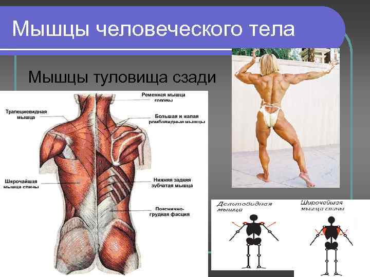 Мышцы человеческого тела Мышцы туловища сзади 