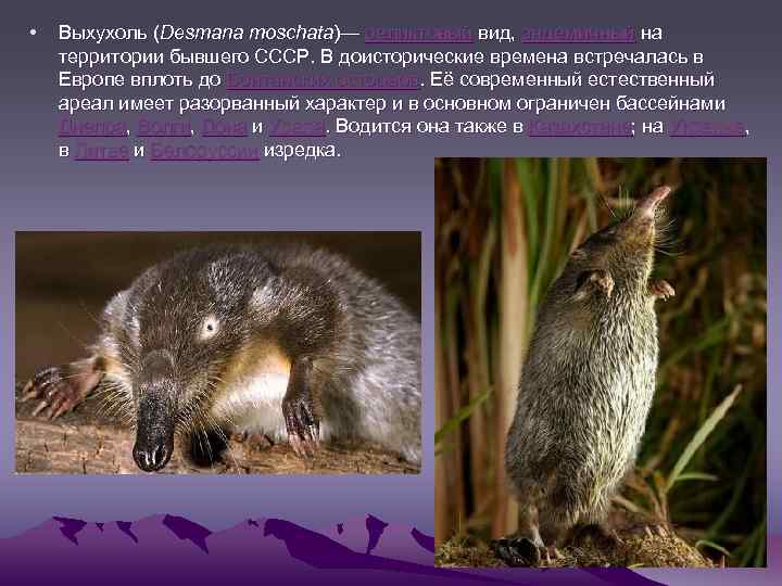 • Выхухоль (Desmana moschata)— реликтовый вид, эндемичный на территории бывшего СССР. В доисторические