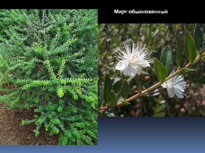 Мирт обыкновенный 