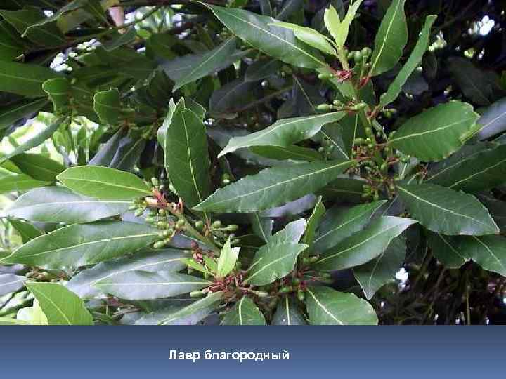 Лавр благородный 