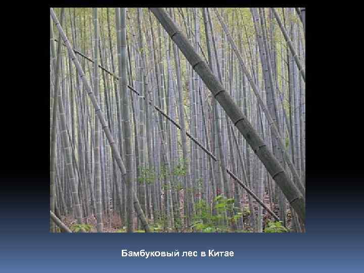 Бамбуковый лес в Китае 
