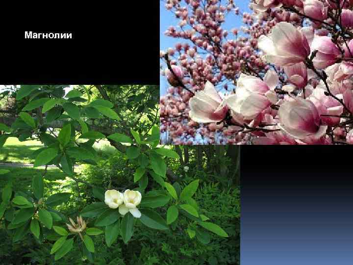 Магнолии 