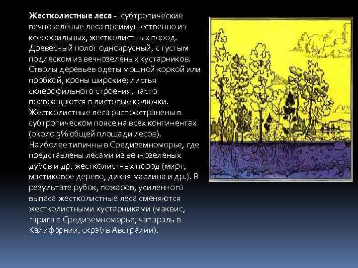 Субтропические жестколистные леса презентация