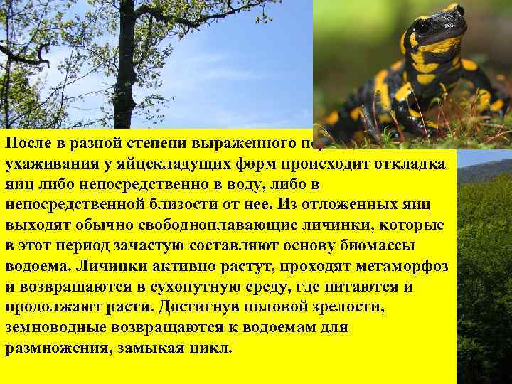 После в разной степени выраженного периода ухаживания у яйцекладущих форм происходит откладка яиц либо