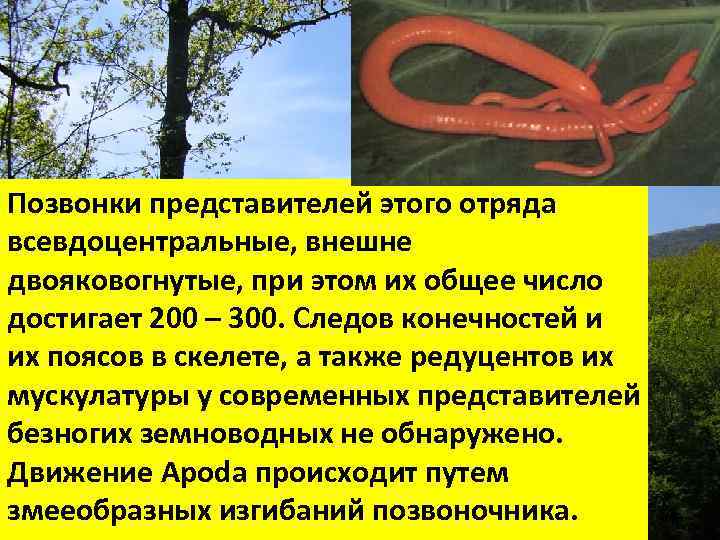 Позвонки представителей этого отряда всевдоцентральные, внешне двояковогнутые, при этом их общее число достигает 200