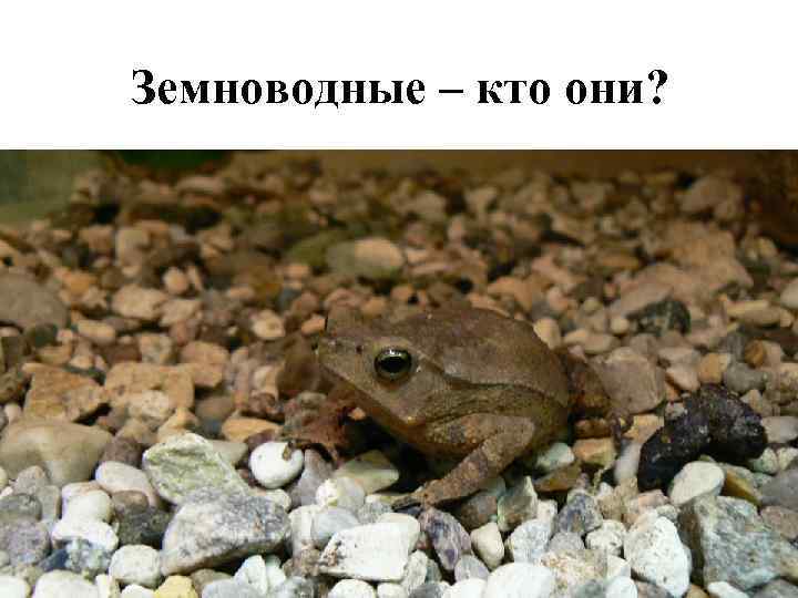Земноводные – кто они? 