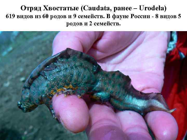 Отряд Хвостатые (Caudata, ранее – Urodela) 619 видов из 60 родов и 9 семейств.