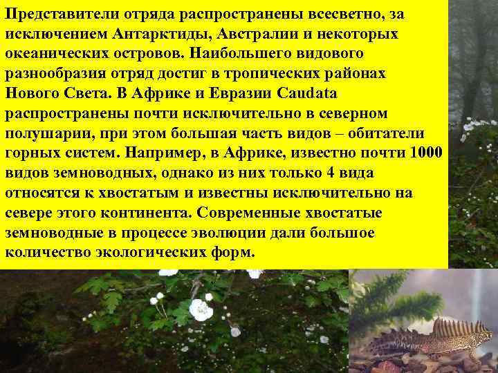 Представители отряда распространены всесветно, за исключением Антарктиды, Австралии и некоторых океанических островов. Наибольшего видового