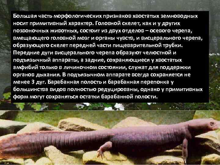 Большая часть морфологических признаков хвостатых земноводных носит примитивный характер. Головной скелет, как и у