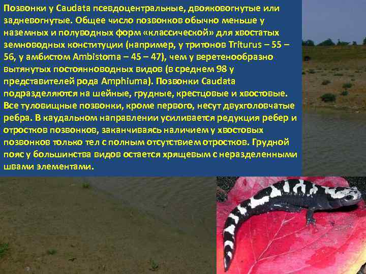 Позвонки у Caudata псевдоцентральные, двояковогнутые или задневогнутые. Общее число позвонков обычно меньше у наземных