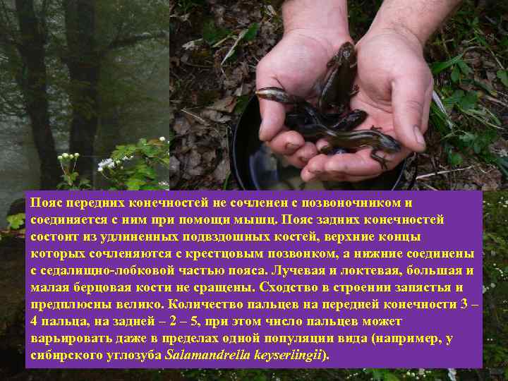 Пояс передних конечностей не сочленен с позвоночником и соединяется с ним при помощи мышц.