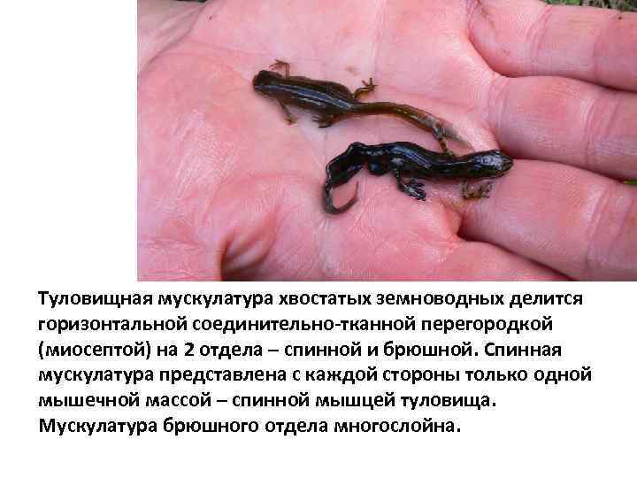 Туловищная мускулатура хвостатых земноводных делится горизонтальной соединительно-тканной перегородкой (миосептой) на 2 отдела – спинной