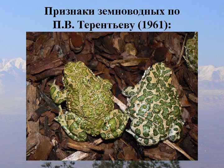 Признаки земноводных по П. В. Терентьеву (1961): 
