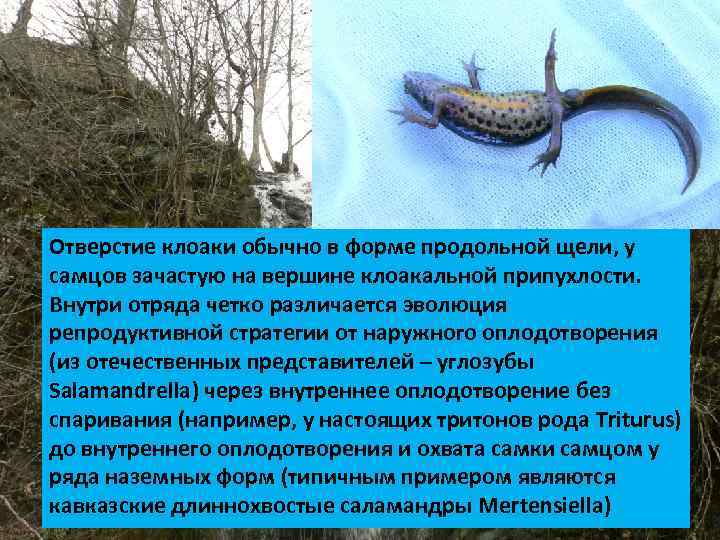 Отверстие клоаки обычно в форме продольной щели, у самцов зачастую на вершине клоакальной припухлости.