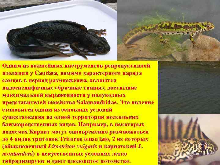 Одним из важнейших инструментов репродуктивной изоляции у Caudata, помимо характерного наряда самцов в период