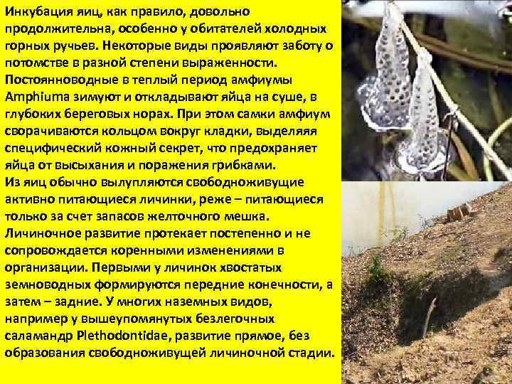 Инкубация яиц, как правило, довольно продолжительна, особенно у обитателей холодных горных ручьев. Некоторые виды