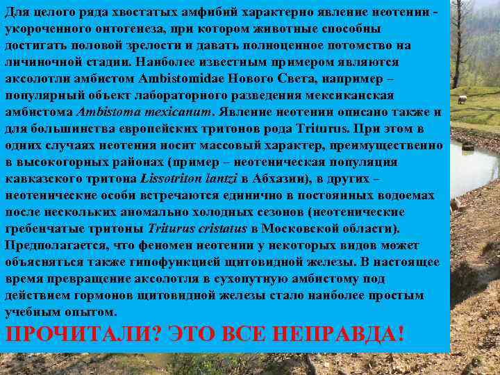 Для целого ряда хвостатых амфибий характерно явление неотении укороченного онтогенеза, при котором животные способны