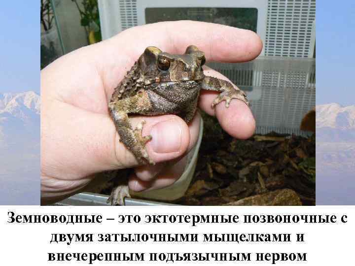 Земноводные – это эктотермные позвоночные с двумя затылочными мыщелками и внечерепным подъязычным нервом 