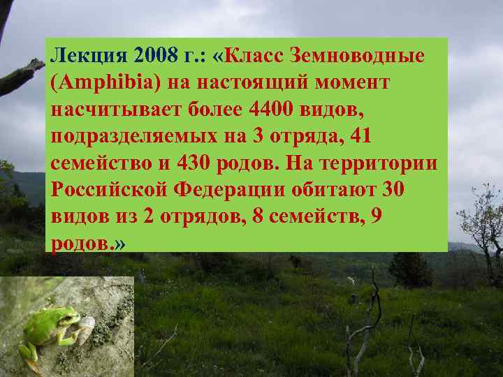 Лекция 2008 г. : «Класс Земноводные (Amphibia) на настоящий момент насчитывает более 4400 видов,