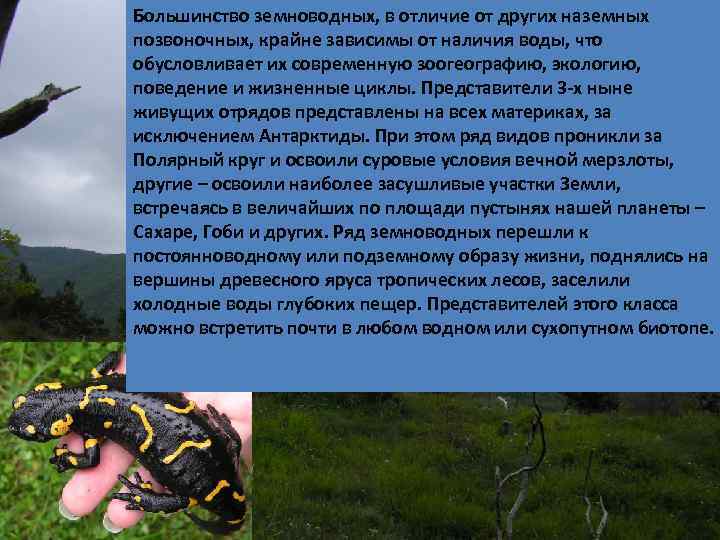 Большинство земноводных, в отличие от других наземных позвоночных, крайне зависимы от наличия воды, что