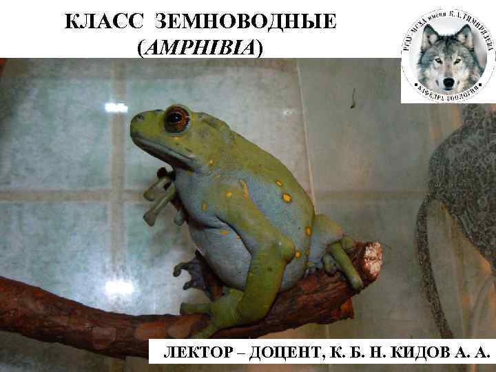 КЛАСС ЗЕМНОВОДНЫЕ (AMPHIBIA) ЛЕКТОР – ДОЦЕНТ, К. Б. Н. КИДОВ А. А. 