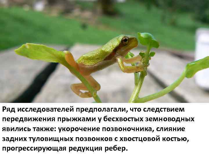 Ряд исследователей предполагали, что следствием передвижения прыжками у бесхвостых земноводных явились также: укорочение позвоночника,