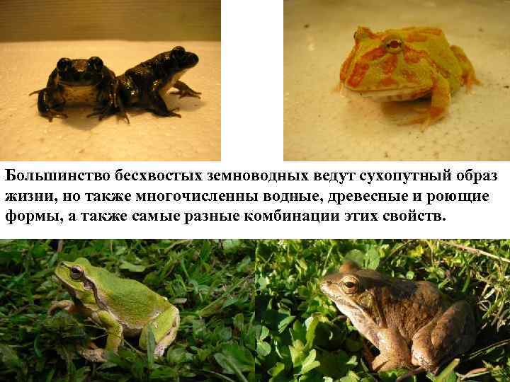 Большинство бесхвостых земноводных ведут сухопутный образ жизни, но также многочисленны водные, древесные и роющие